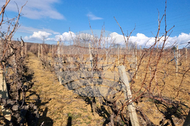 Село Змейово - празник на виното - Цар Трифон