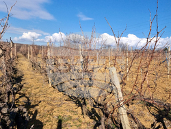 Село Змейово - празник на виното - Цар Трифон