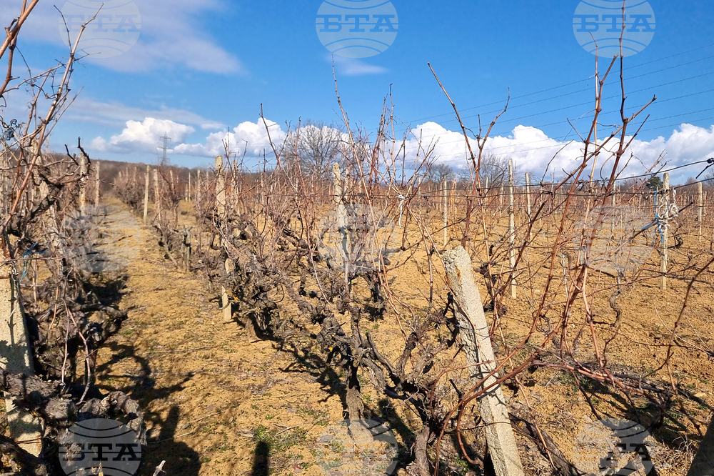 Село Змейово - празник на виното - Цар Трифон