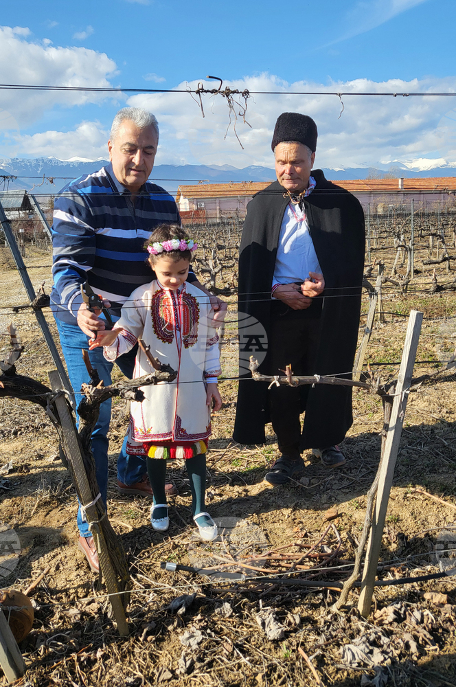 Традиционно зарязване на лозята по случай Трифон Зарезан бе извършено край Гоце Делчев
