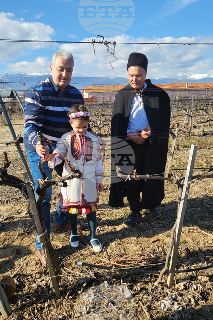 Традиционно зарязване на лозята по случай Трифон Зарезан бе извършено край Гоце Делчев