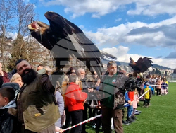 Смолян - празника на соколарите