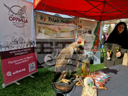 Смолян - празника на соколарите