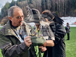 Смолян - празника на соколарите