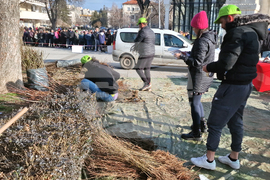 Разград - дръвчета - инициатива