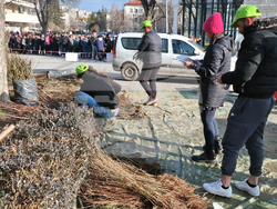 Разград - дръвчета - инициатива