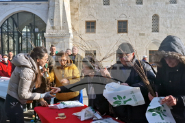 Разград - дръвчета - инициатива