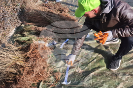 Разград - дръвчета - инициатива