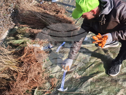 Разград - дръвчета - инициатива