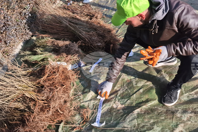 Община Мездра набира желаещи да садят медоносни дръвчета 