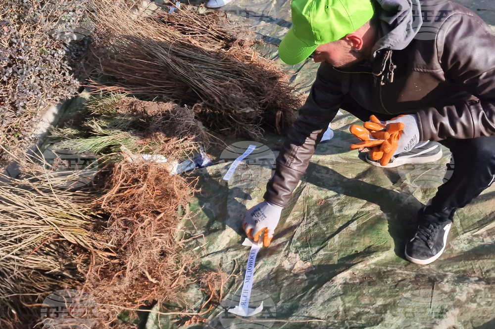 Разград - дръвчета - инициатива