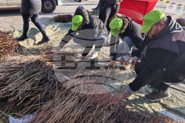 Разград - дръвчета - инициатива