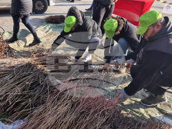 Разград - дръвчета - инициатива