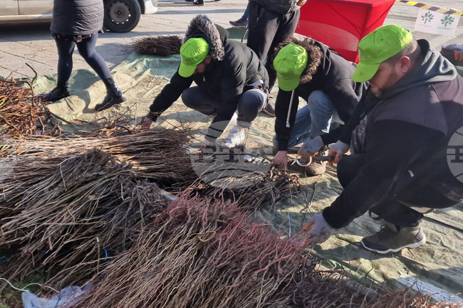В Самоков ще бъдат дарени 15 000 дръвчета в рамките на национална кампания