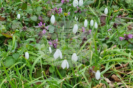 Село Одринци - цветя