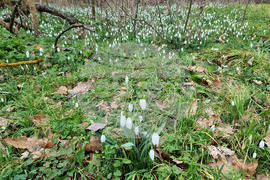 Село Одринци - цветя