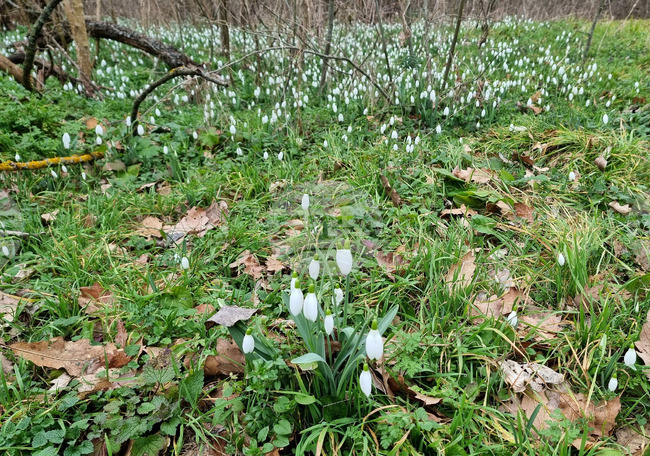 Село Одринци - кокичета