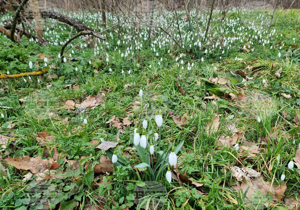 Село Одринци - цветя