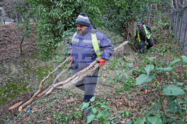 Варна - дървета - санитарна сеч
