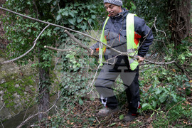 Варна - дървета - санитарна сеч
