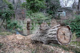 Варна - дървета - санитарна сеч