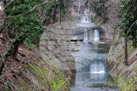 Варна - дървета - санитарна сеч