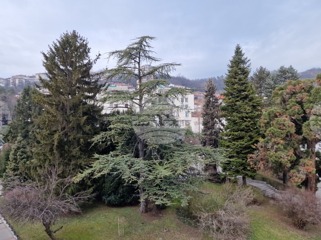 Безплатни дръвчета, цветя и храсти за междублоковите пространства осигурява Община Велико Търново