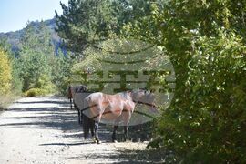 Сърбия - Село Караманица