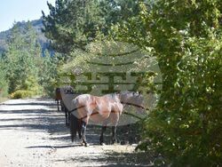 Сърбия - Село Караманица