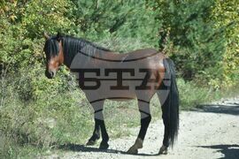 Сърбия - Село Караманица