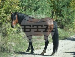 Сърбия - Село Караманица