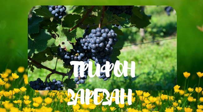 Българо-украинският център „МЕДИА“ в Украйна подготви видеоматериал за празника Трифон Зарезан