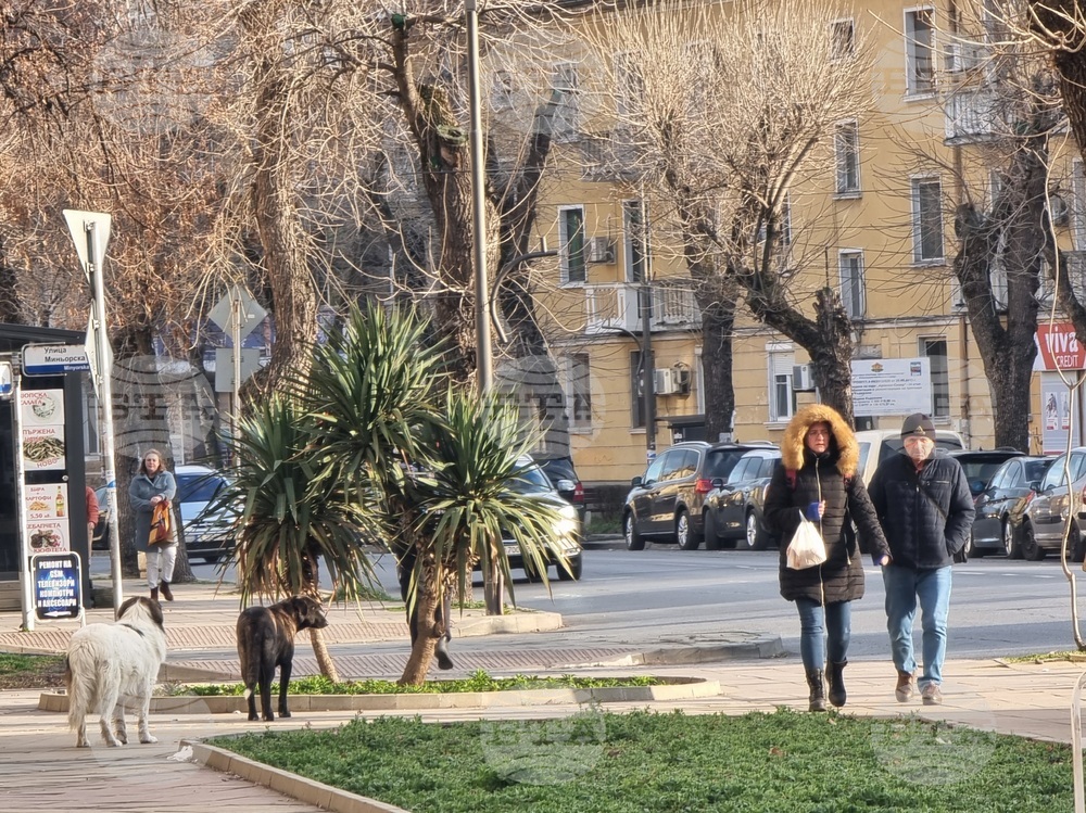 От началото на годината 17 ухапани от кучета са потърсили помощ в кърджалийската болница