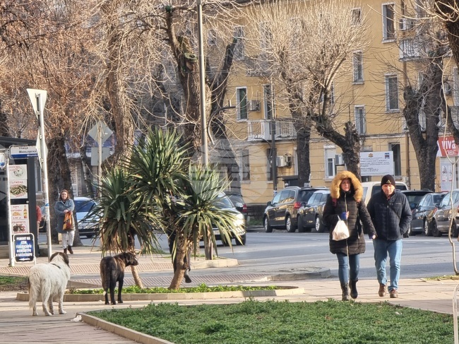 От началото на годината 17 ухапани от кучета са потърсили помощ в кърджалийската болница