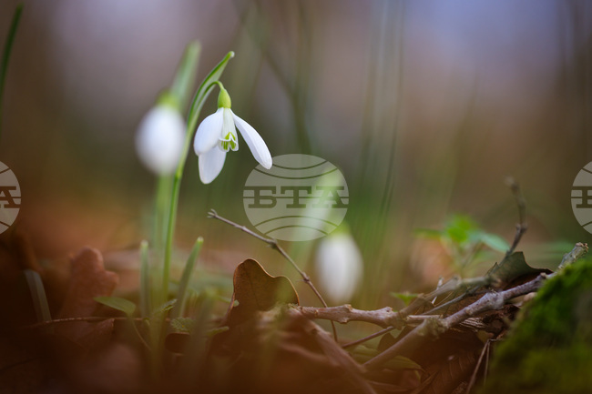 Бургас - природа - цветя