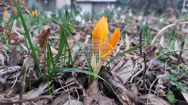 Занятие на тема „Пролет е дошла!“ организира училище „Аз съм българче“ в Орландо, Флорида