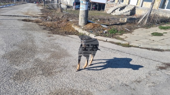 Преброени са 52 безстопанствени кучета в община Ябланица през 2024 г.