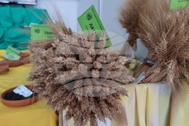 Добрич - Борса за семена и посадъчен материал