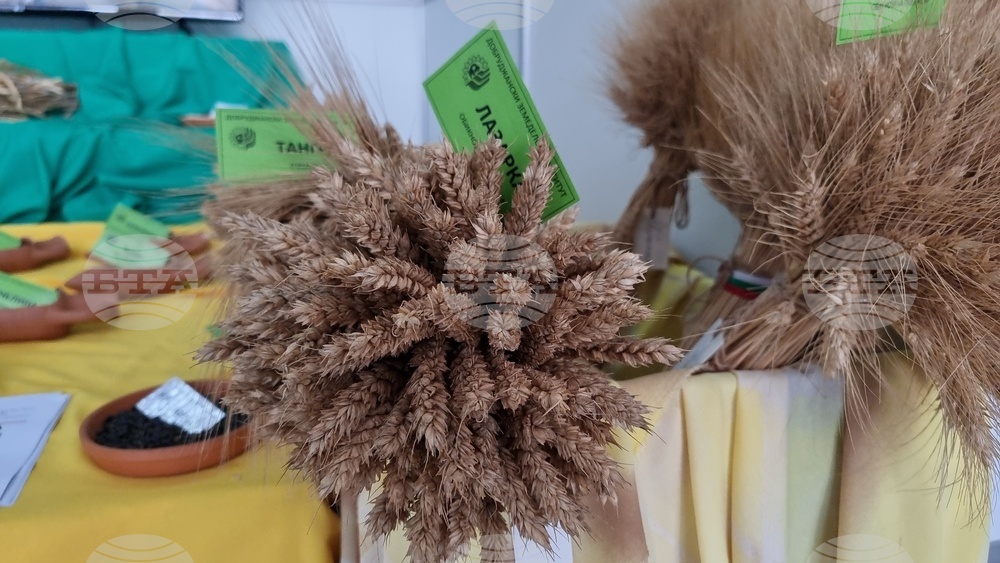 Добрич - Борса за семена и посадъчен материал