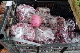 Добрич - Борса за семена и посадъчен материал