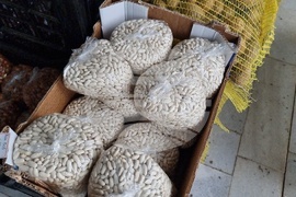 Добрич - Борса за семена и посадъчен материал