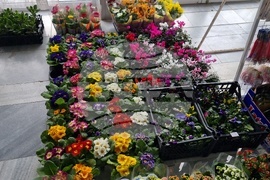 Добрич - Борса за семена и посадъчен материал