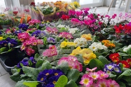 Добрич - Борса за семена и посадъчен материал