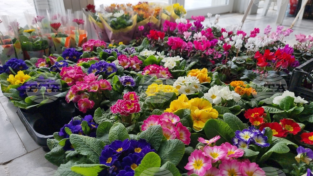 Добрич - Борса за семена и посадъчен материал