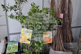 Добрич - Борса за семена и посадъчен материал