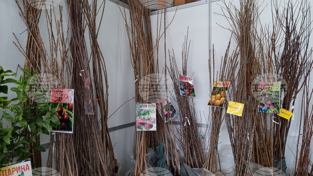 Добрич - Борса за семена и посадъчен материал