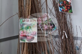 Добрич - Борса за семена и посадъчен материал