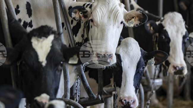 Британски фермери пускат джаз на кравите си, за да подобрят благосъстоянието им