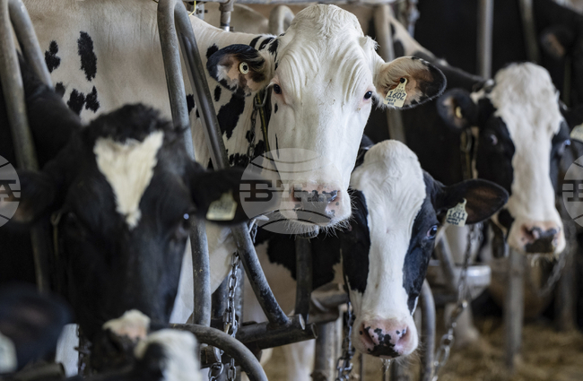 Британски фермери пускат джаз на кравите си, за да подобрят благосъстоянието им