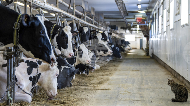 Доналд Тръмп ще обяви помощи на стойност 12 милиарда долара за засегнатите от търговската война фермери, заяви високопоставен представител на Белия дом